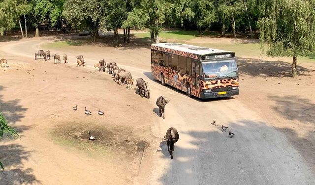 Blick auf einen Safaribus. Daneben läuft eine Herde Gnus.